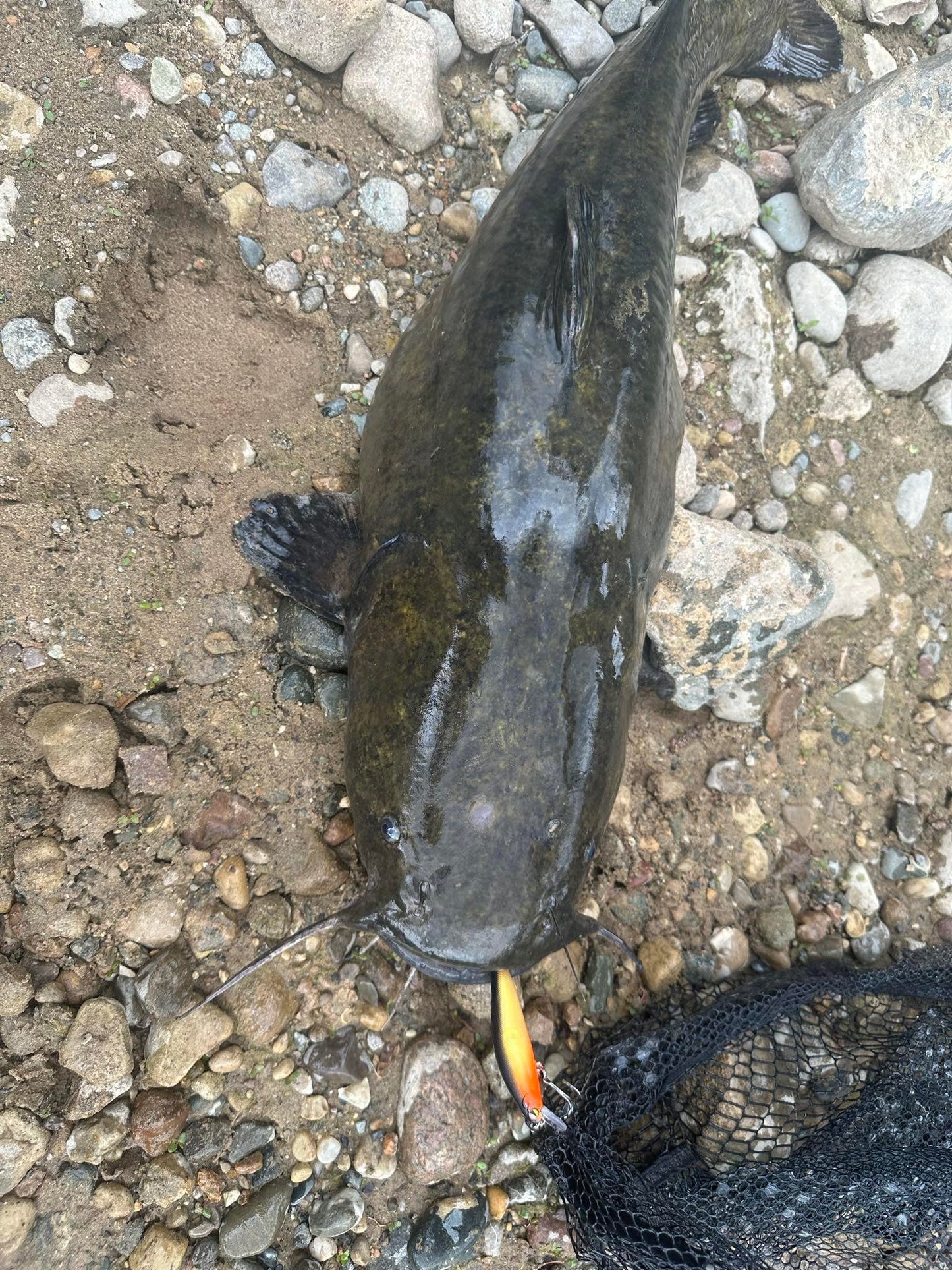 Gold Rush Clickbait Series UV 3.5 inch 1/4 oz Jerkbait