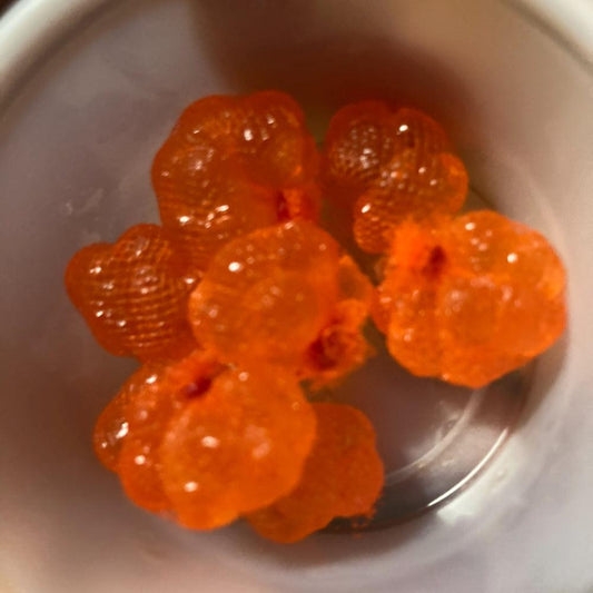 Premium Spawn Bags Coho Salmon Eggs 2025 Harvest 12 spawn bags