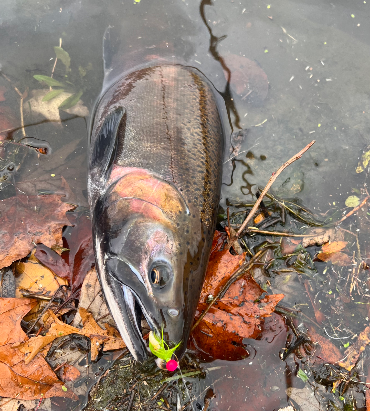 Toxic Watermelon  1/32 oz Steelhead Hair Jig  #4 Hook