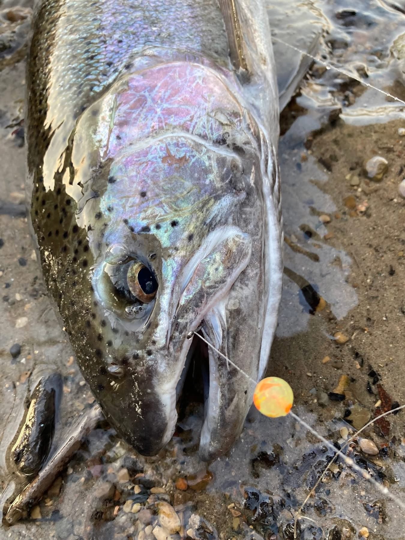 Charty Monster UV Glow Plastic Fishing Bead Steelhead & Salmon