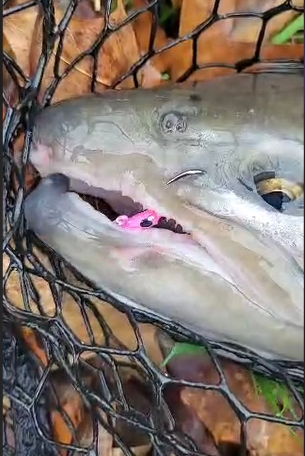Toxic Waste UV Glow 1/16 oz Steelhead Tube Jig #6 3X Strong Voodoo Hook 2 Pack