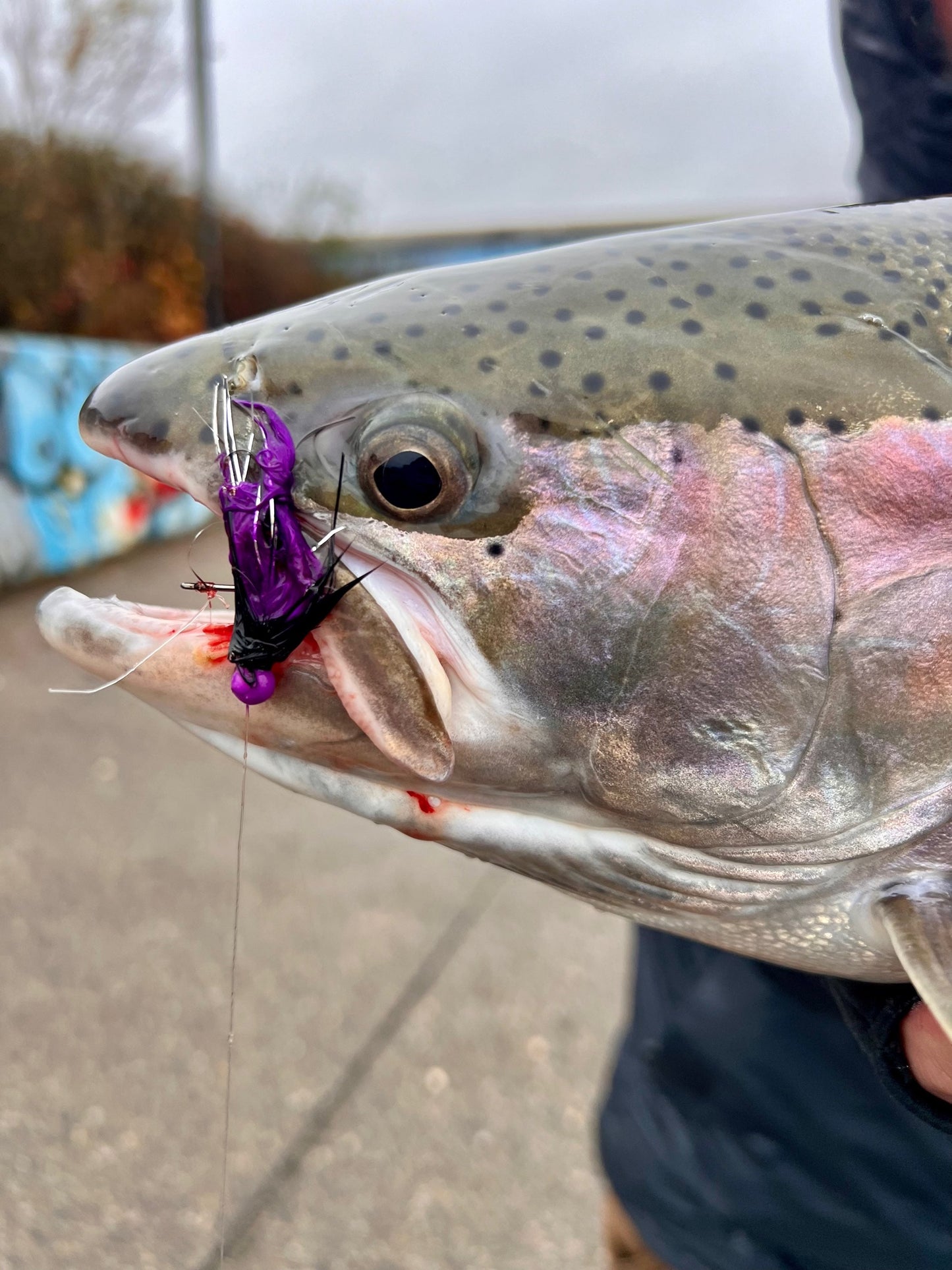 Purple Reign 1/32 oz Maribou Steelhead Jig  #4 Hook
