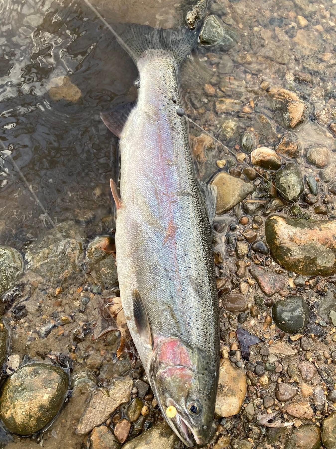 Charty Monster UV Glow Plastic Fishing Bead Steelhead & Salmon