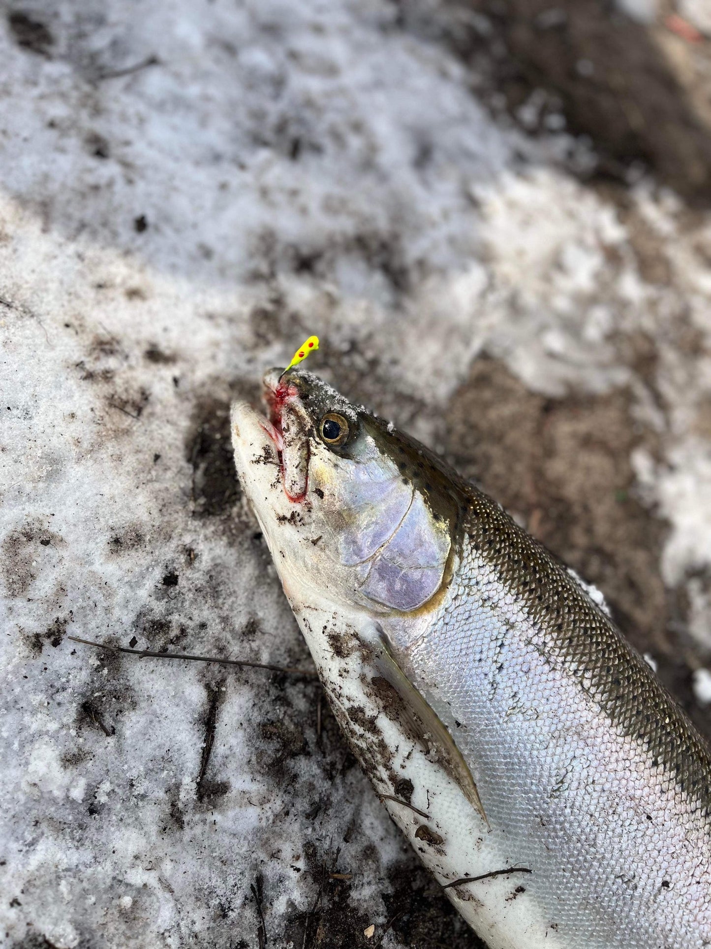 Clown Shoes 1/16 oz Tube Jig 3x Strong #4 Voodoo Hook for Salmon & Steelhead 2 Pack