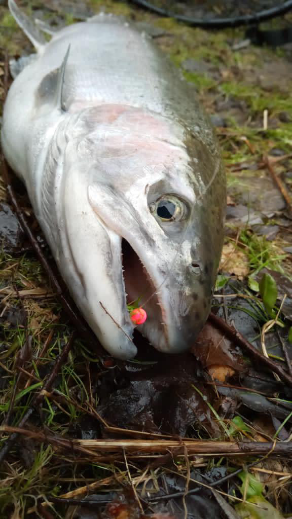 Toxic Watermelon  1/32 oz Steelhead Hair Jig  #4 Hook