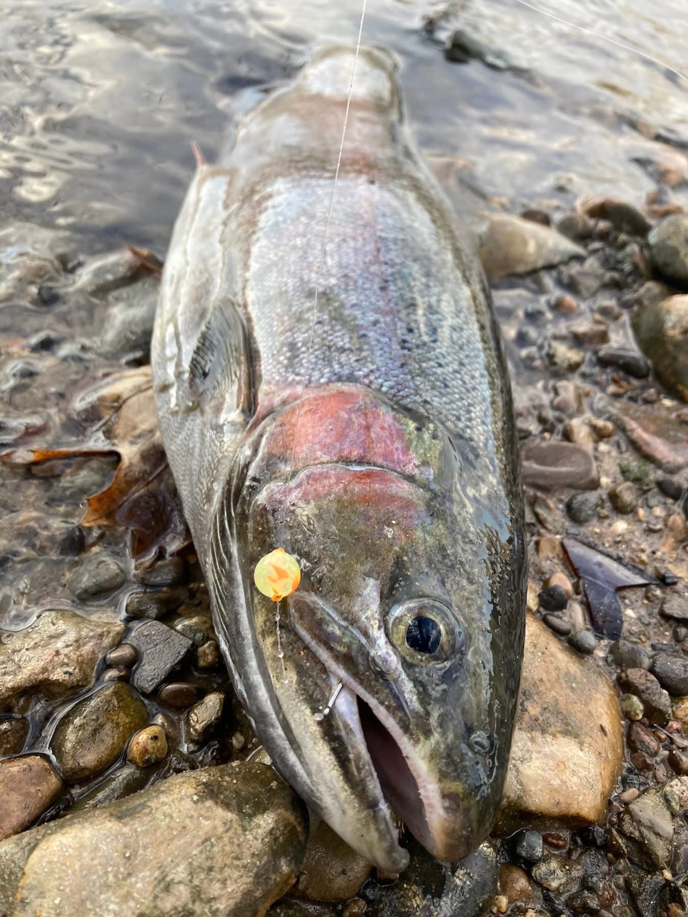 Charty Monster UV Glow Plastic Fishing Bead Steelhead & Salmon