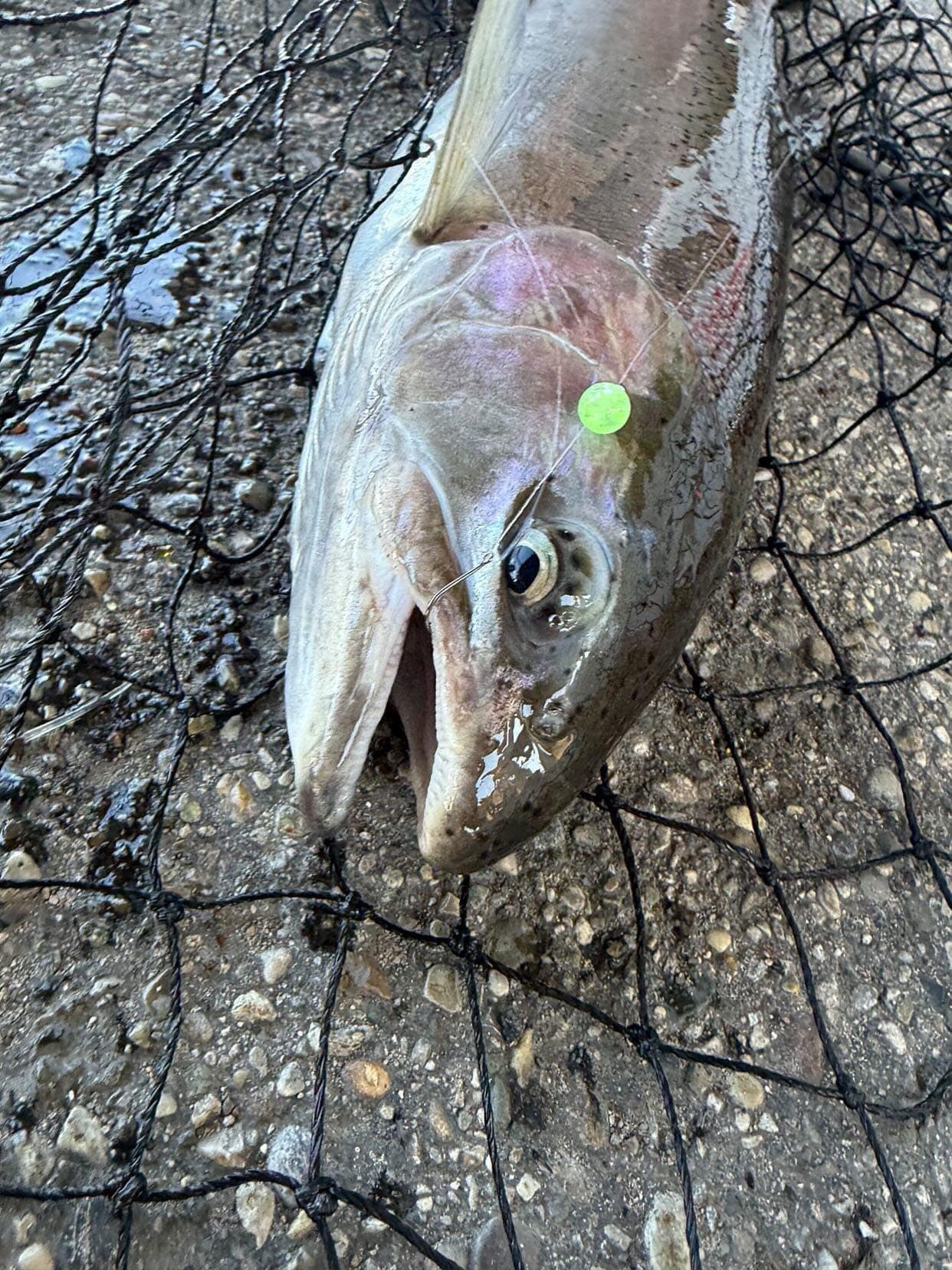 Gooseberry UV Glow Plastic Fishing Bead Steelhead & Salmon