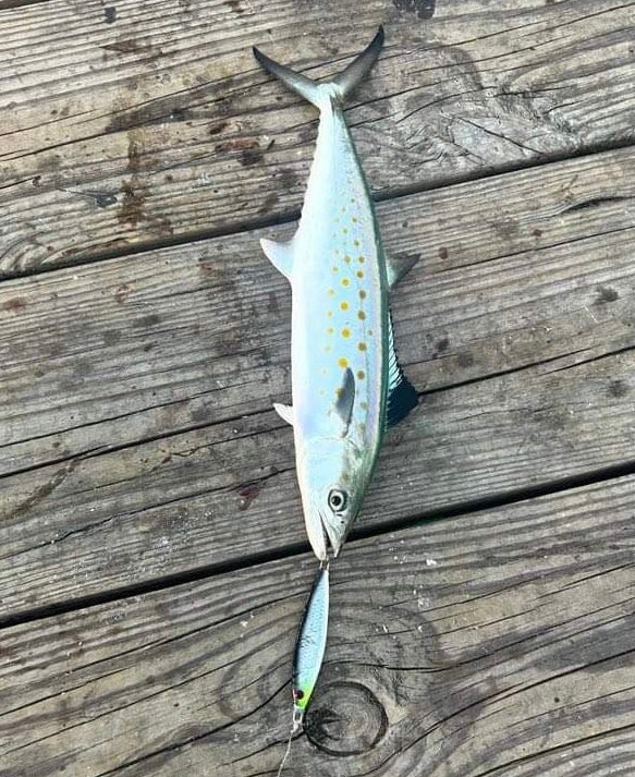 Steelie Dan UV 2 oz Jigging Spoon