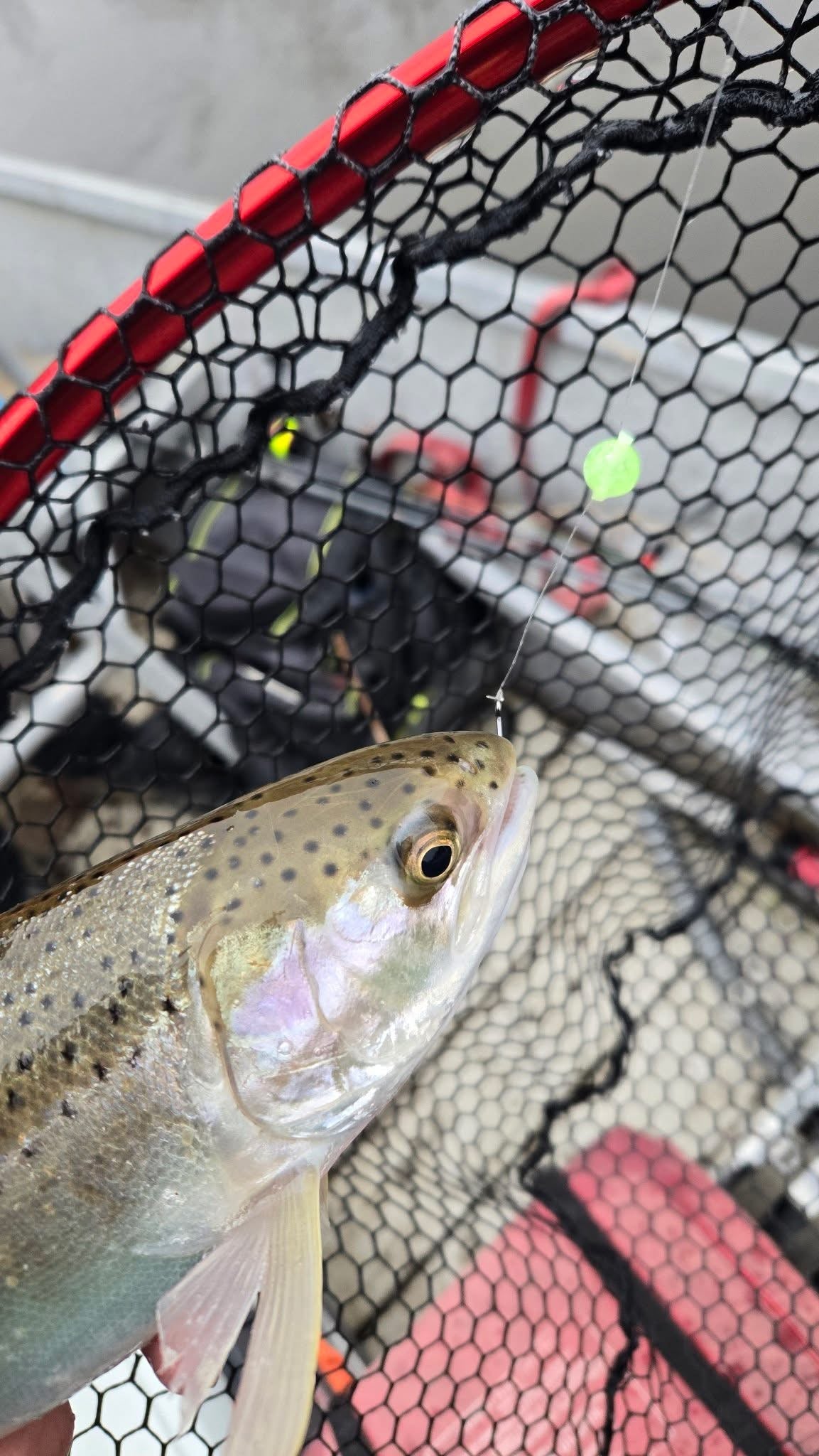 Gooseberry UV Glow Plastic Fishing Bead Steelhead & Salmon