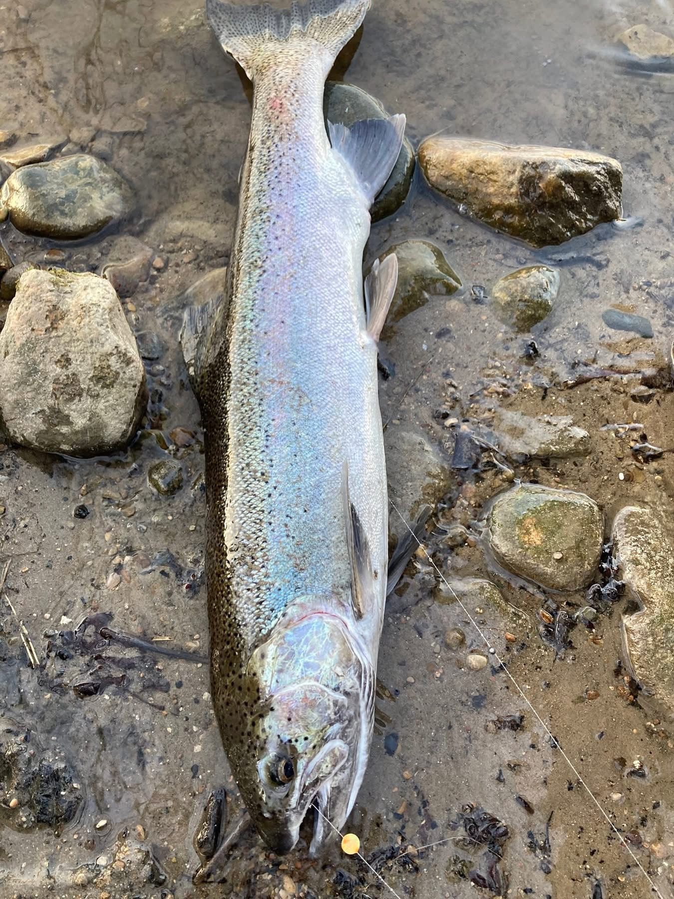 Charty Monster UV Glow Plastic Fishing Bead Steelhead & Salmon