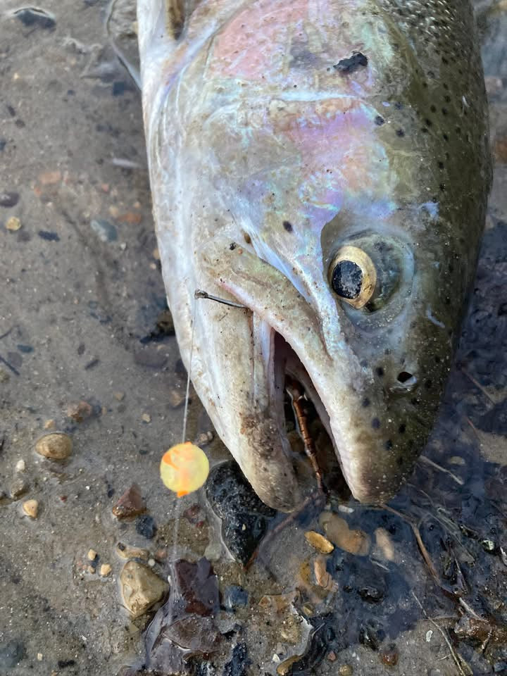 Charty Monster UV Glow Plastic Fishing Bead Steelhead & Salmon