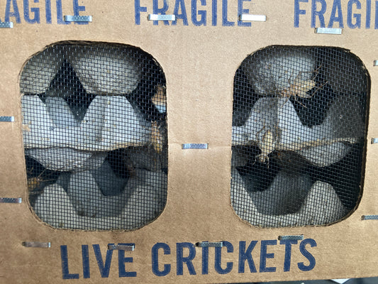 Crickets 24 count