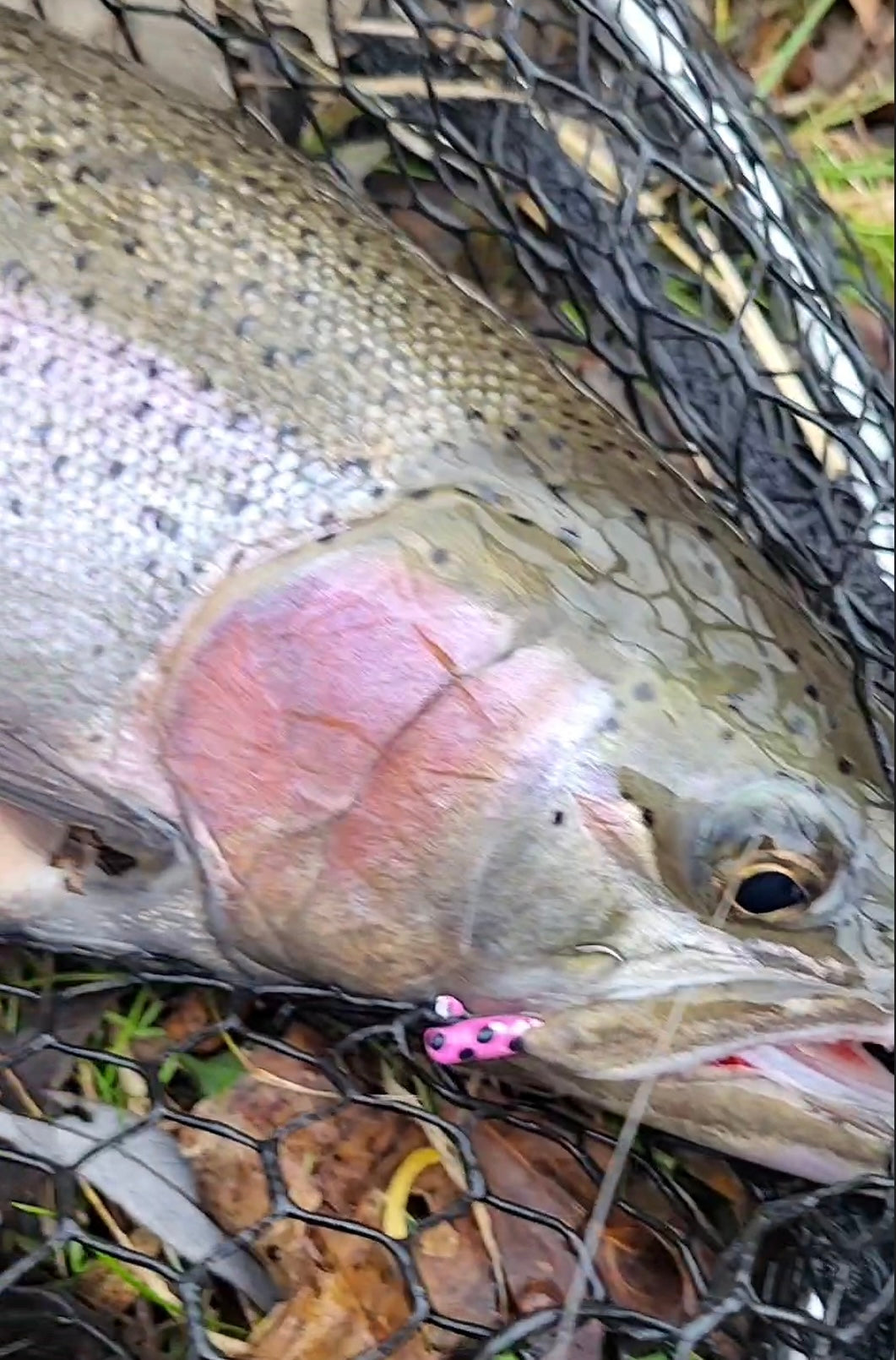 Toxic Waste UV Glow 1/16 oz Steelhead Tube Jig #6 3X Strong Voodoo Hook 2 Pack