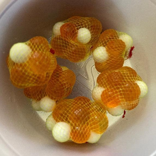 Six Count Chartreuse Floating Glow Spawn Bags Coho Salmon Eggs 2025 Harvest