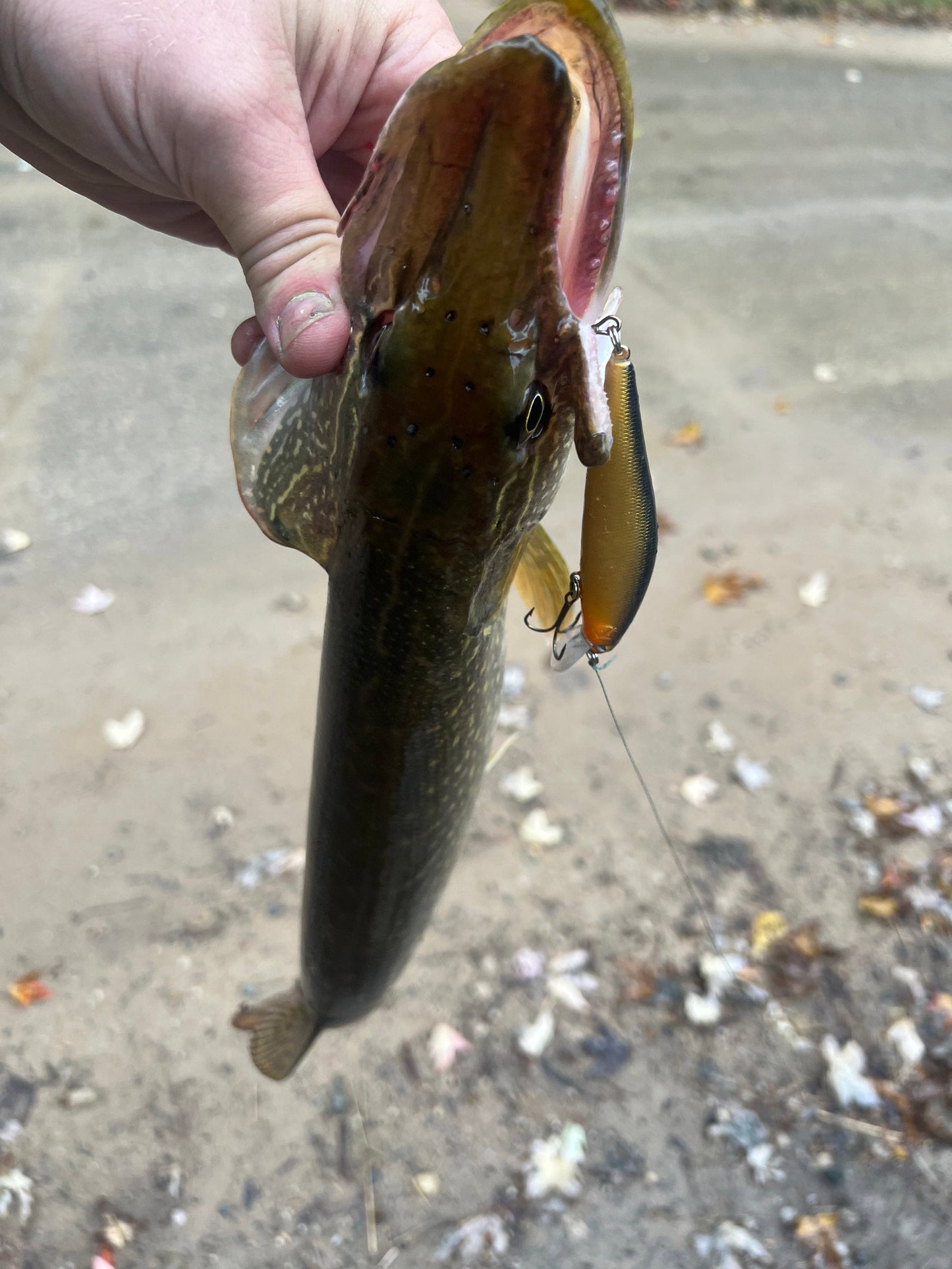 Gold Rush Clickbait Series UV 3.5 inch 1/4 oz Jerkbait