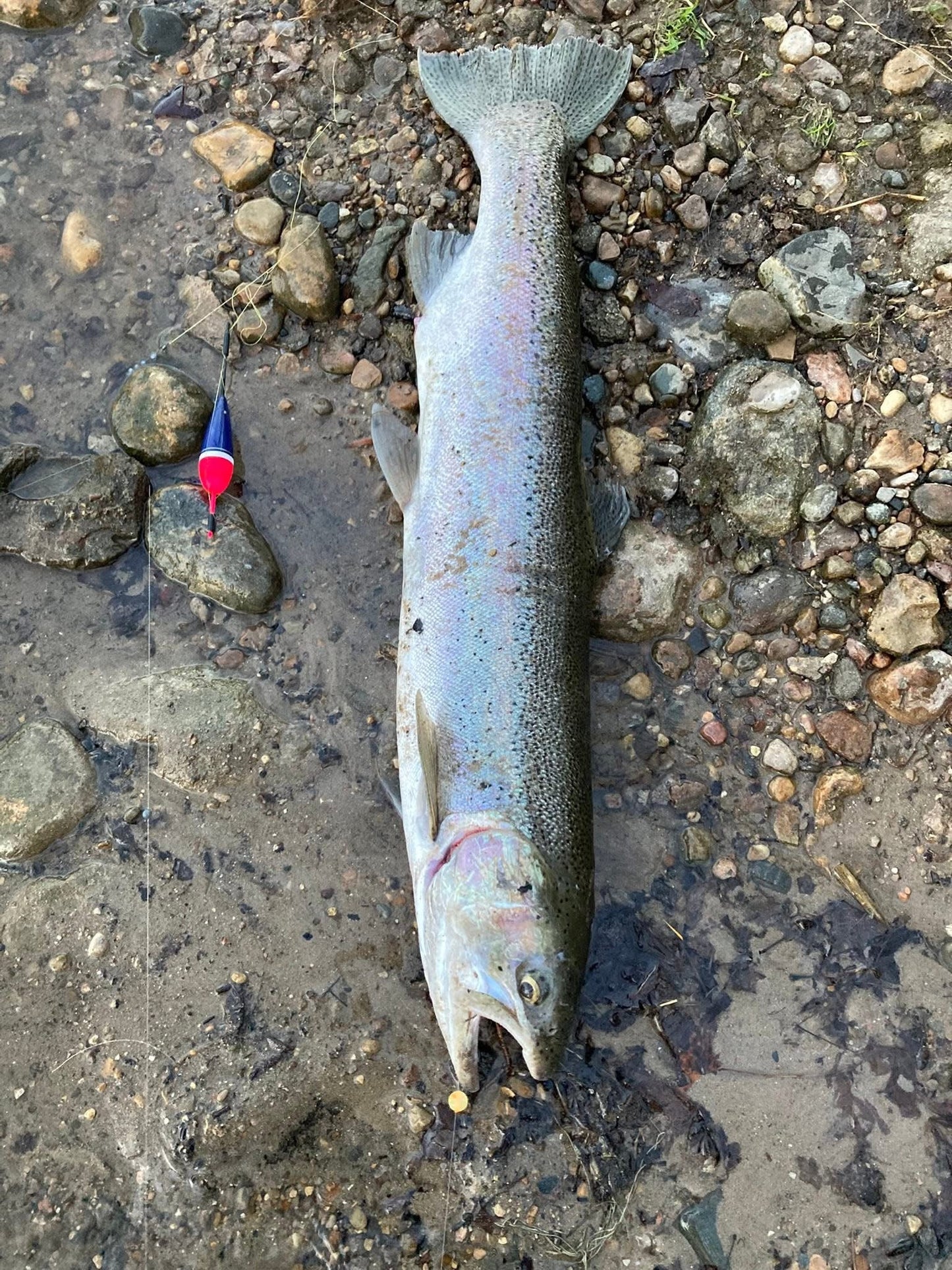 Charty Monster UV Glow Plastic Fishing Bead Steelhead & Salmon