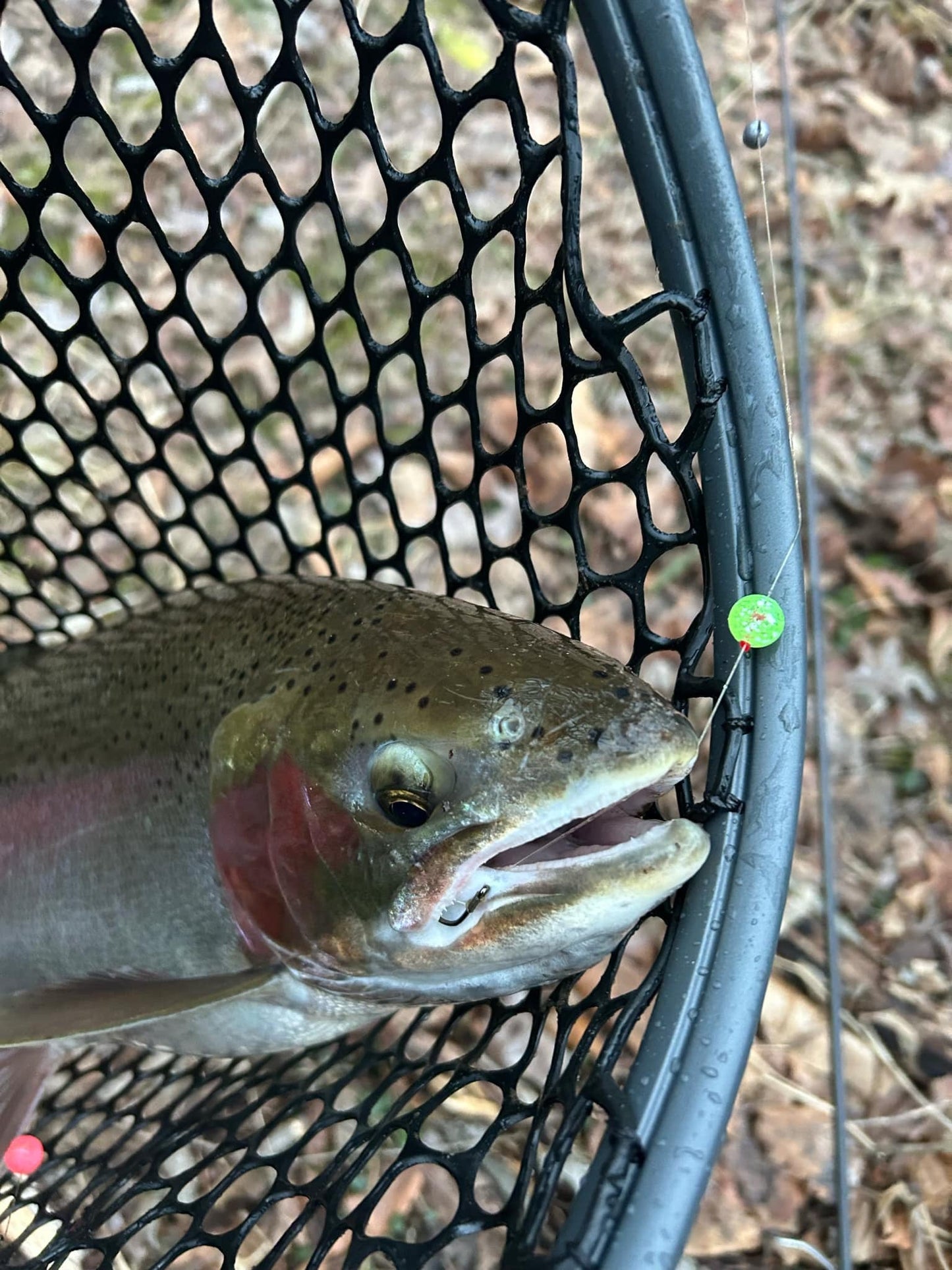 Gooseberry UV Glow Plastic Fishing Bead Steelhead & Salmon