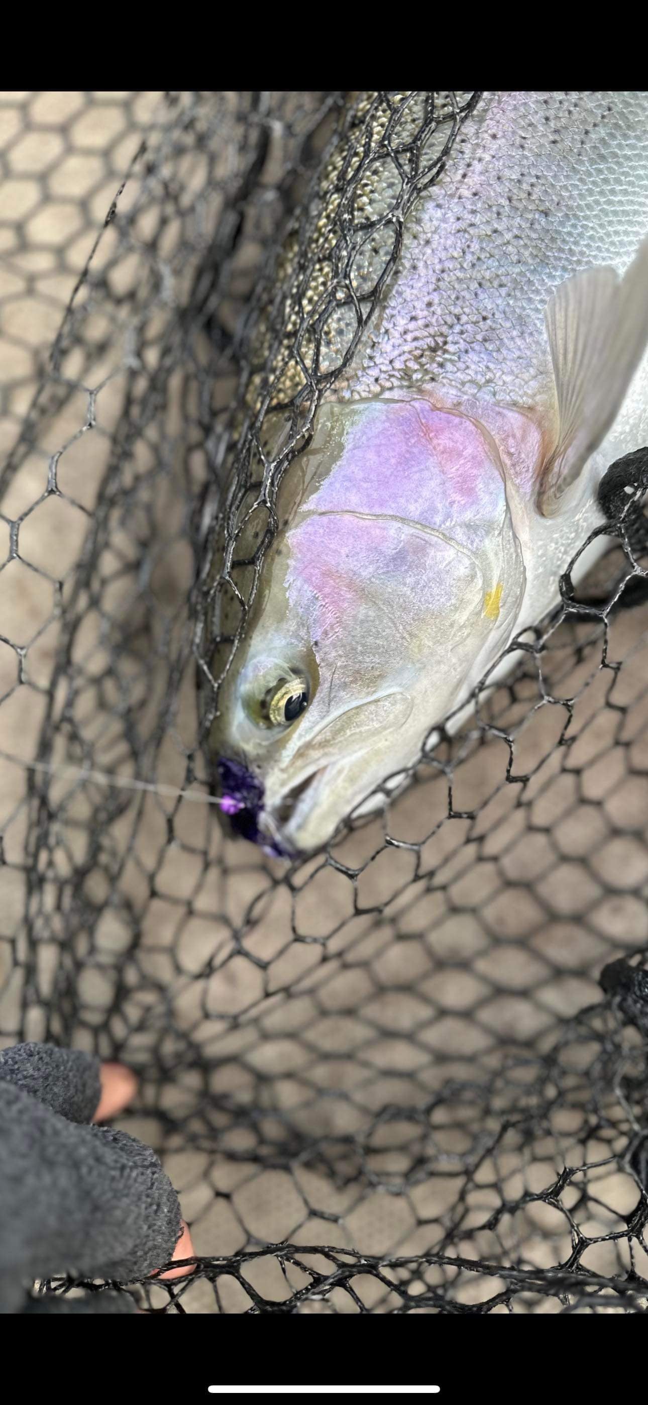 Purple Reign 1/32 oz Maribou Steelhead Jig  #4 Hook