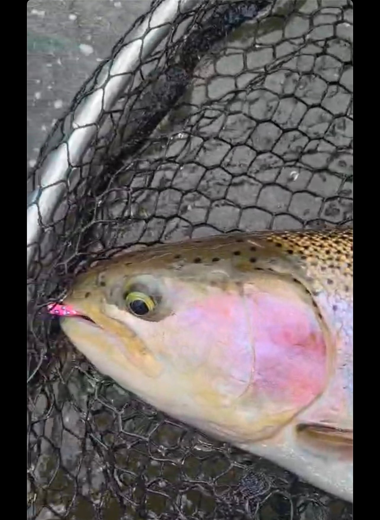 Toxic Waste UV Glow 1/16 oz Steelhead Tube Jig #6 3X Strong Voodoo Hook 2 Pack